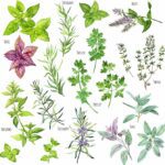 Essentially Kates Rosemary Oil