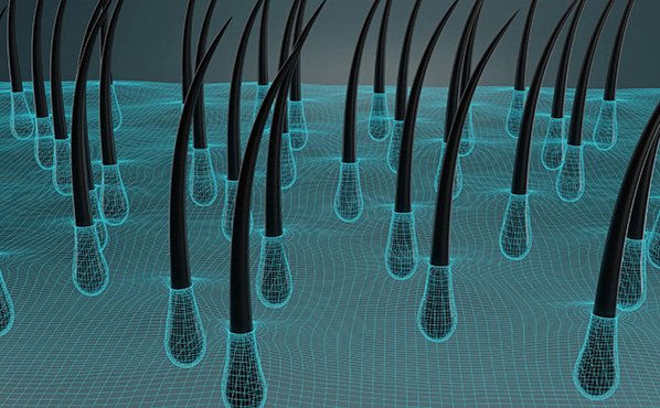 Scientific illustration showing dormant hair follicle stem cells being reactivated through regenerative therapy.